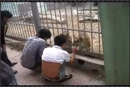 Hai anh chàng thanh niên cả gan xỉa răng hổ