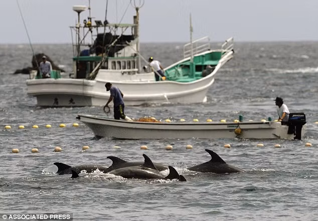 Ngư dân Nhật Bản lùa cá heo vào vịnh Taiji.
