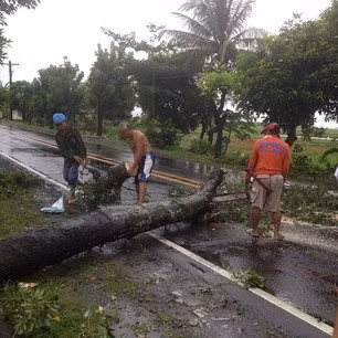 Cây bị bão quật đổ tại Baao CamSur