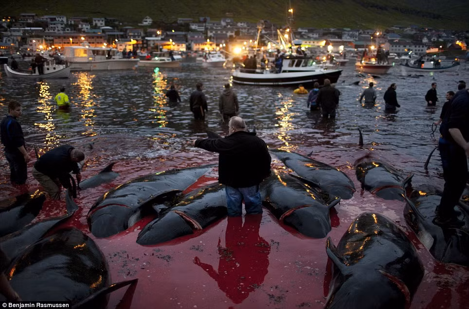 Cả vùng vịnh nhuộm đỏ máu cá heo trong lễ hội giết mổ hàng năm ở đảo Faroe.
