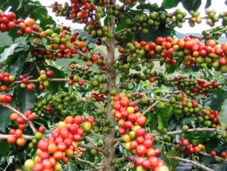 Mưa lũ do ảnh hưởng của bão đã khiến quá trình thu hoạch cà phê tại Việt Nam bị chậm lại, đẩy giá cà phê Vối tăng lên. Mưa lũ do ảnh hưởng của bão đã khiến quá trình thu hoạch cà phê tại Việt Nam bị chậm lại, đẩy giá cà phê Vối tăng lên.
