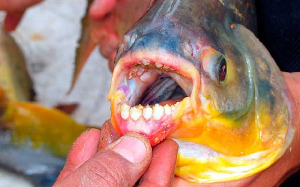 Cá Pacu trông bề ngoài rất giống cá sát thủ piranha. Cá Pacu trông bề ngoài rất giống cá sát thủ piranha.
