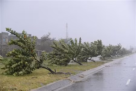 Một hàng cây non tại trung tâm thành phố Đà Nẵng bị bão Nari quật đổ. Một hàng cây non tại trung tâm thành phố Đà Nẵng bị bão Nari quật đổ.