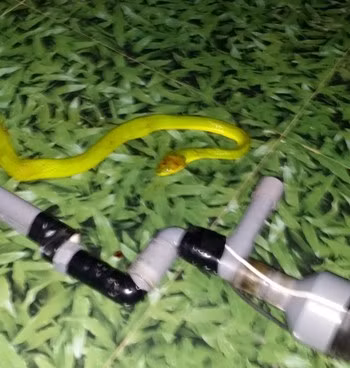 Một con rắn lục đuôi đỏ bò vào nhà ông Vĩnh, xóm 1, xã Khánh Sơn được gia đình ông phát hiện và đập chết (ảnh do người dân cung cấp) Một con rắn lục đuôi đỏ bò vào nhà ông Vĩnh, xóm 1, xã Khánh Sơn được gia đình ông phát hiện và đập chết (ảnh do người dân cung cấp)
