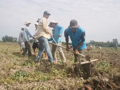 Thu hoạch khoai lang ở xã Tân Thành, huyện Bình Tân. Ảnh: Hoàng Trung.