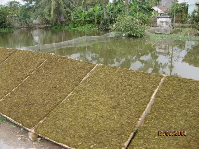 Những người “sành” thuốc lào chỉ nhớ đến Tiên lãng vì từ xa xưa, nơi đây đã sản xuất ra một loại thuốc lào quý tiến Vua. Sách Đồng Khánh dư địa chí lược ghi “ thuốc lào xã An Tử Hạ là thứ thuốc thuộc loại ngon nhất”để tiến vua. Ảnh: vietstamp.net