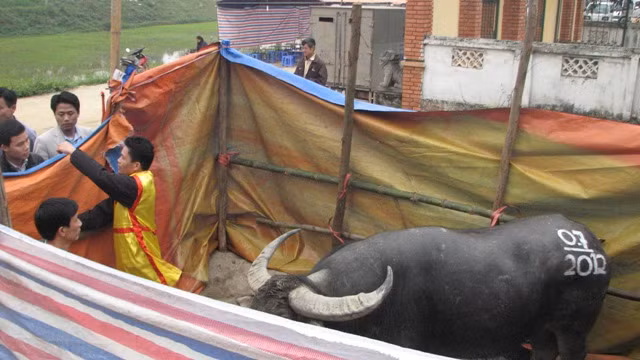 'Ông cầu' số 07 vô địch chọi trâu Hải Lựu 2012 này cũng đều bị xẻ thịt 'Ông cầu' số 07 vô địch chọi trâu Hải Lựu 2012 này cũng đều bị xẻ thịt