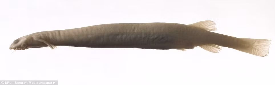 Loài cá da trơn (Vandellia cirrhosa), sống kí sinh đến từ Nam Mỹ và thường xâm nhập vào vùng kín của con người thông qua những bộ đồ bơi Loài cá da trơn (Vandellia cirrhosa), sống kí sinh đến từ Nam Mỹ và thường xâm nhập vào vùng kín của con người thông qua những bộ đồ bơi