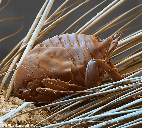 Bọ chét cát châu Âu ( (Talitrus saltator) có thể phát triển dài đến 1,5 cm . Chúng xuất hiện nhiều ở các bãi biển vào lúc thủy triều dâng cao và kiếm thức ăn vào ban đêm.
