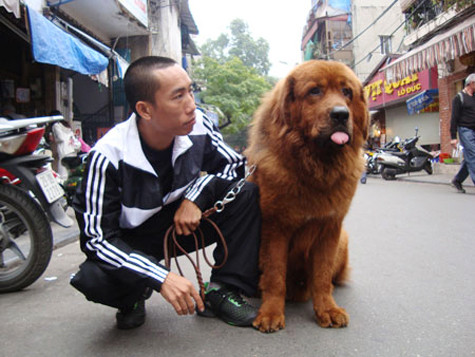 Theo những người đã và đang sở hữu ngao Tạng, nuôi chó ngao Tạng không dễ nhưng khi đã nuôi, hiểu hơn tính cách của ngao Tạng thì một người thực sự đam mê sẽ thấy không hề phí khi bỏ ra số tiền lớn để được sở hữu “thần khuyển” và không phải ai có tiền cũng có thể trở thành chủ nhân của giống chó huyền thoại này (Ảnh: Internet).