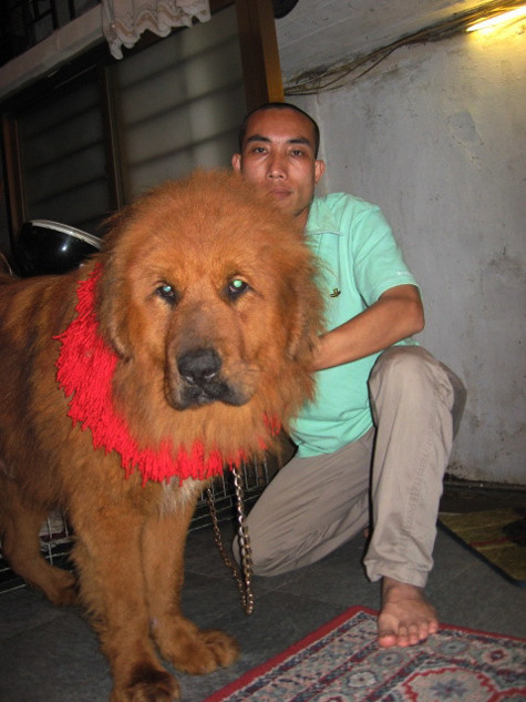 Theo nhiều dân chơi, con ngao Tây Tạng đầu tiên được nhập về Việt Nam vào năm 2008 sau một thời gian "làm mưa làm gió" trong giới thừa tiền lắm của tại Trung Quốc và thế giới khi loài chó có lông cổ trông như bờm sư tử này đang trở thành biểu tượng mới thể hiện đẳng cấp nhà giàu và số lượng người sở hữu những chú chó này ở Việt Nam hiện chỉ đếm trên đầu ngón tay (Ảnh: Internet).