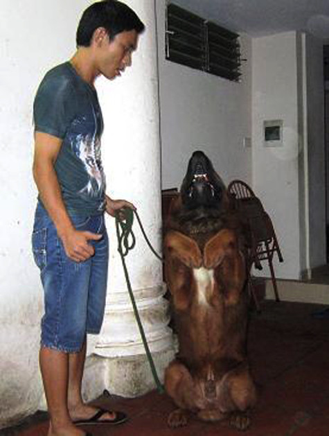Theo những người đã và đang sở hữu ngao Tạng, nuôi chó ngao Tạng không dễ nhưng khi đã nuôi, hiểu hơn tính cách của ngao Tạng thì một người thực sự đam mê sẽ thấy không hề phí khi bỏ ra số tiền lớn để được sở hữu “thần khuyển” và không phải ai có tiền cũng có thể trở thành chủ nhân của giống chó huyền thoại này (Ảnh: Internet).