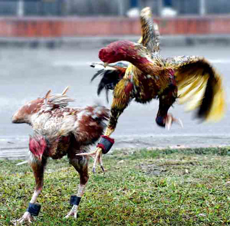 Câu chuyện “thần kê” đã làm biết bao thế hệ chơi gà nòi mê mẩn. Câu chuyện “thần kê” đã làm biết bao thế hệ chơi gà nòi mê mẩn.