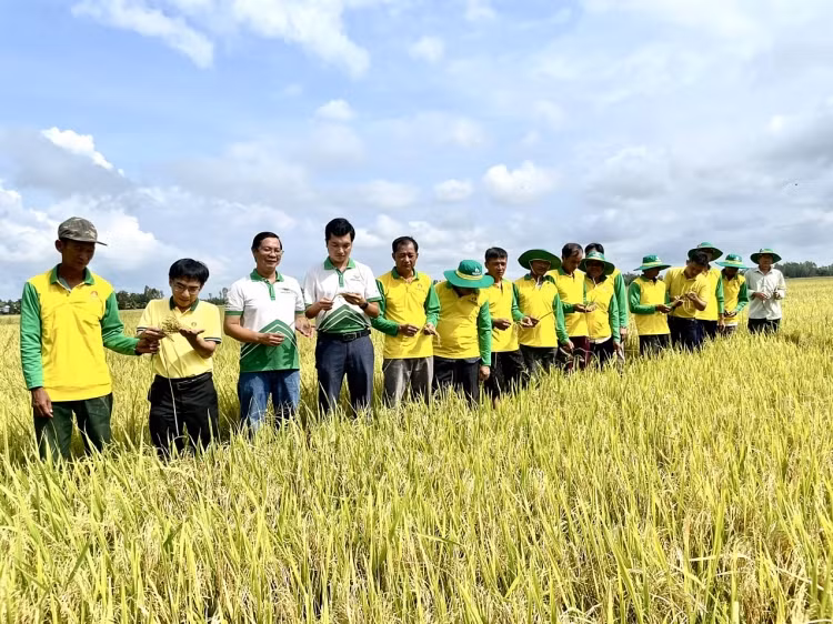 Người nông dân sử dụng Phân Bón Cà Mau, góp phần đảm bảo an ninh lương thực của đất nước Người nông dân sử dụng Phân Bón Cà Mau, góp phần đảm bảo an ninh lương thực của đất nước