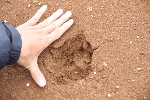 Dấu chân mãnh thú "lạ" trên vườn rau của các hộ dân nơi đây. Dấu chân mãnh thú "lạ" trên vườn rau của các hộ dân nơi đây.