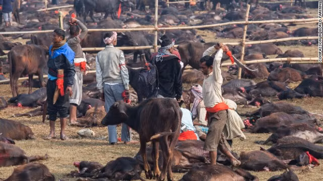 Động vật bị thảm sát trong lễ hộ ở Nepal.