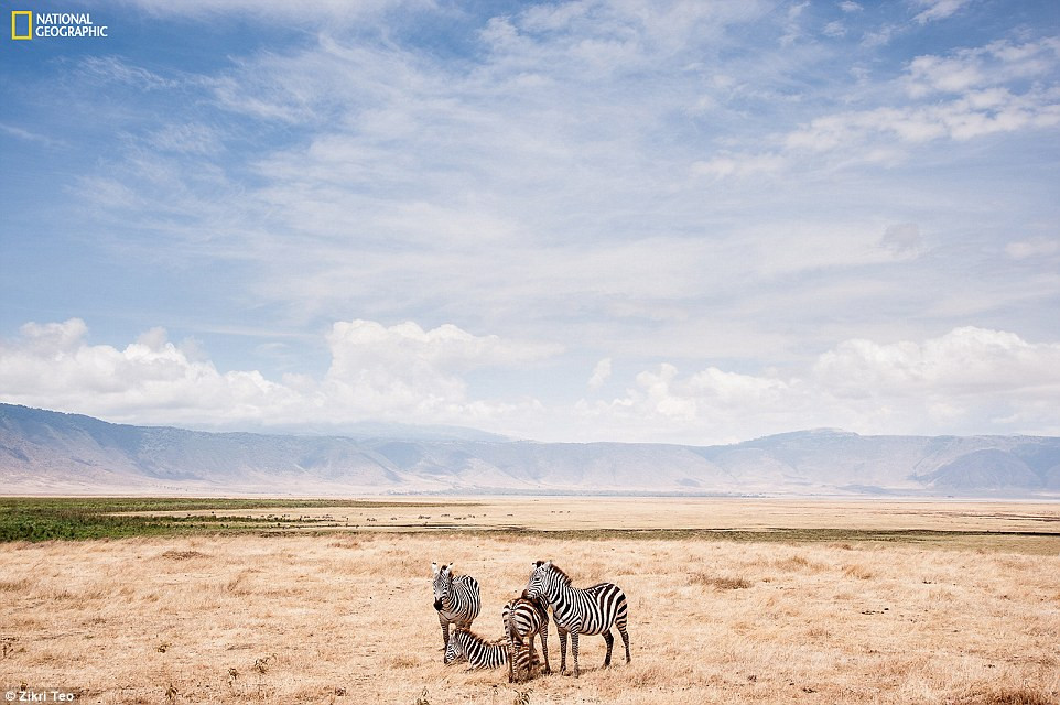Bốn con ngựa vằn thư giãn trong miệng núi lửa ở Ngorongoro, Tanzania.