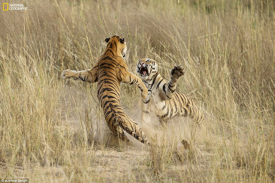 Hổ song đấu tại Vườn quốc gia Bandhavgarh, Ấn Độ.