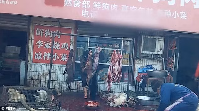 Chó được lột da sau khi bị giết.