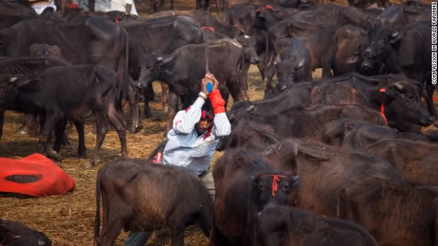 Người Hindu ở Nepal dùng gia súc để tạ ơn nữ thần đền đáp những may mắn trong cuộc sống.