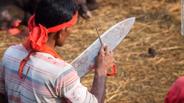 Một đồ tể mài dao trong quá trình giết mổ gia súc trong lễ hội ở Nepal.