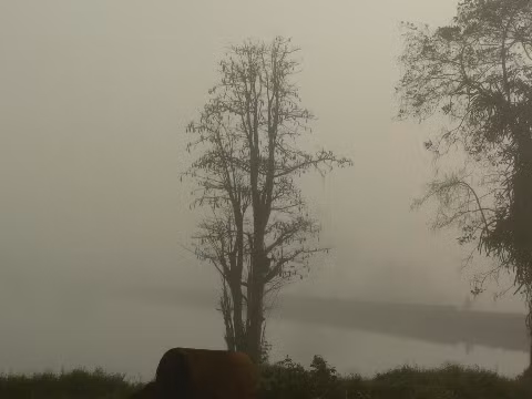 Màn sương sớm.