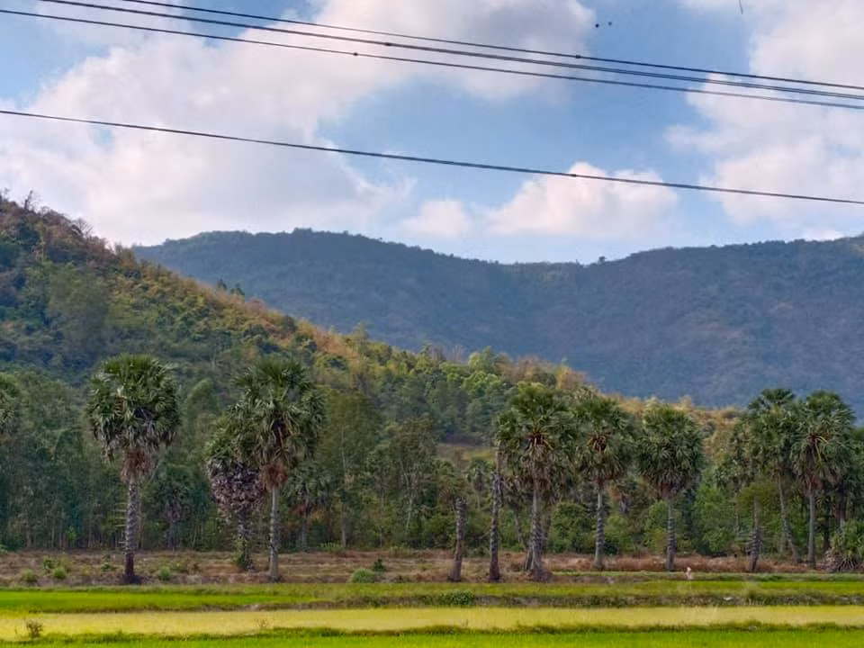 Những hàng cây thốt nốt và núi Cấm nhìn từ xa (Ảnh: Khánh Văn)