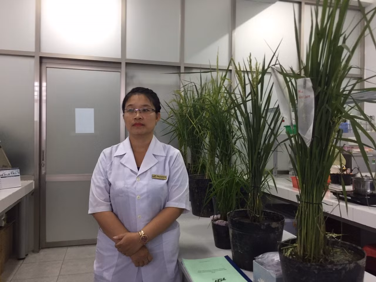 Tiến sĩ Phạm Thị Thu Hà bên cây lúa (ảnh nhân vật cung cấp) Tiến sĩ Phạm Thị Thu Hà bên cây lúa (ảnh nhân vật cung cấp)