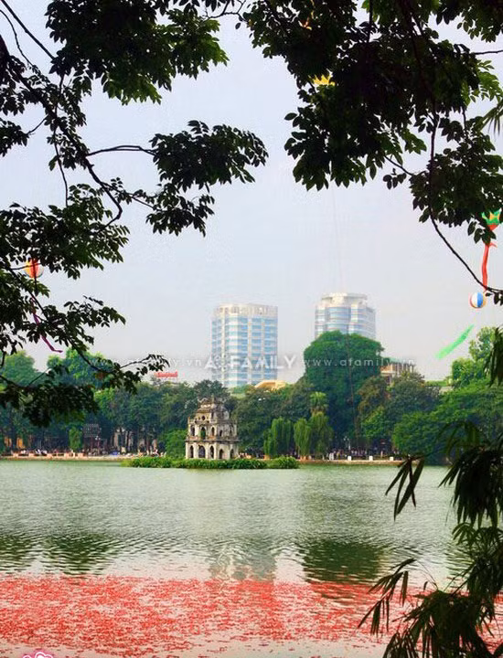 Hè về, sắc phượng đỏ thắm bên hồ Gươm