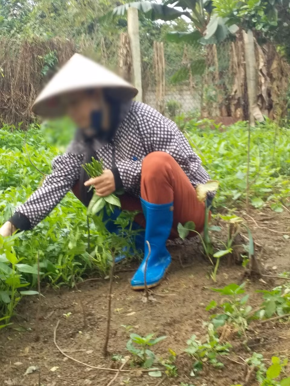 Thất nghiệp, giáo viên ở nhà trồng rau, nuôi gà (Ảnh:V.N)