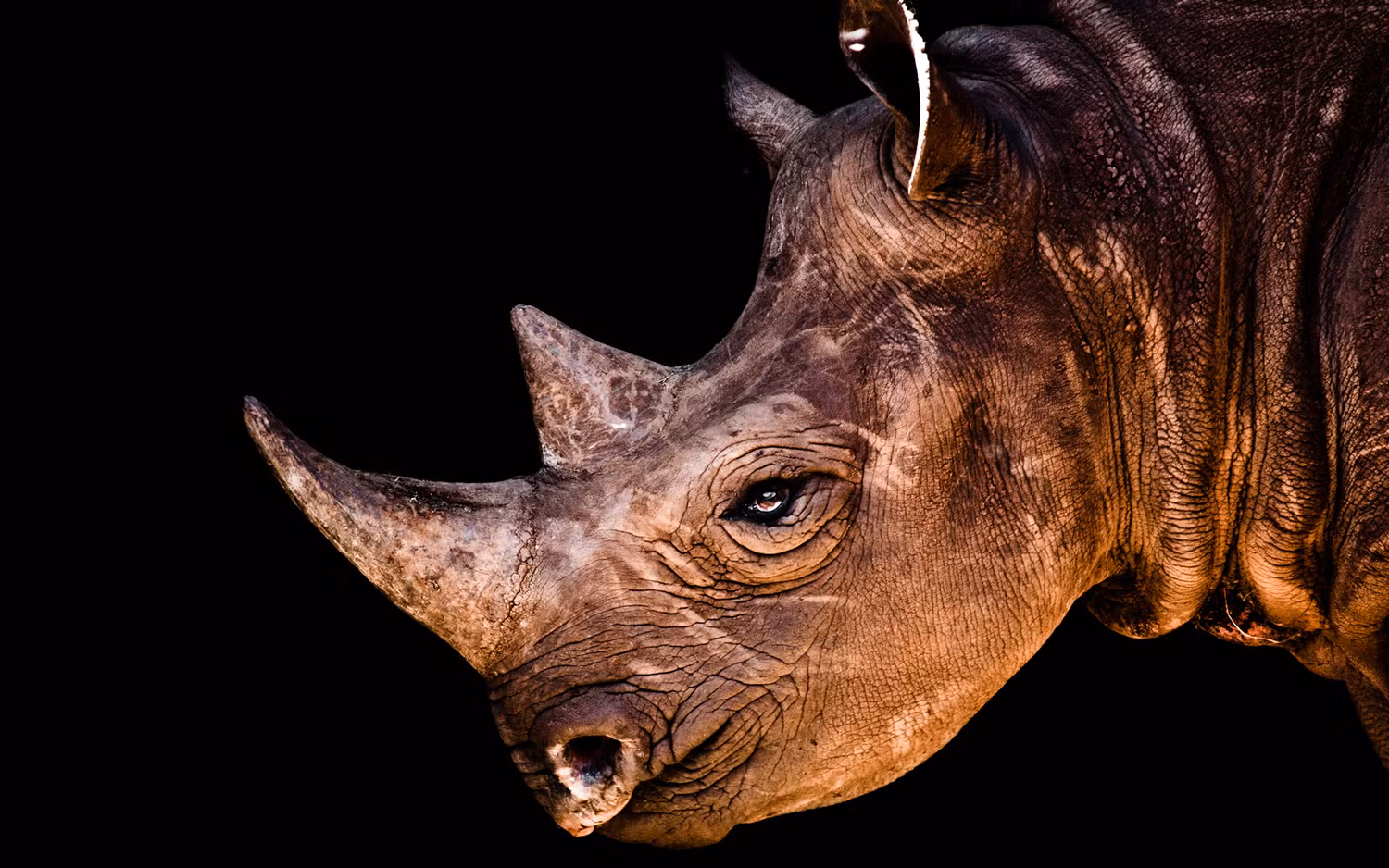Ảnh một cô tê giác tại trang trại nuôi dưỡng những động vật bị mồ côi David Sheldrick Wildlife Trust. Chụp bởi Canon EOS 50D, Canon EF 28-135mm f/3.5-5.6 IS USM.