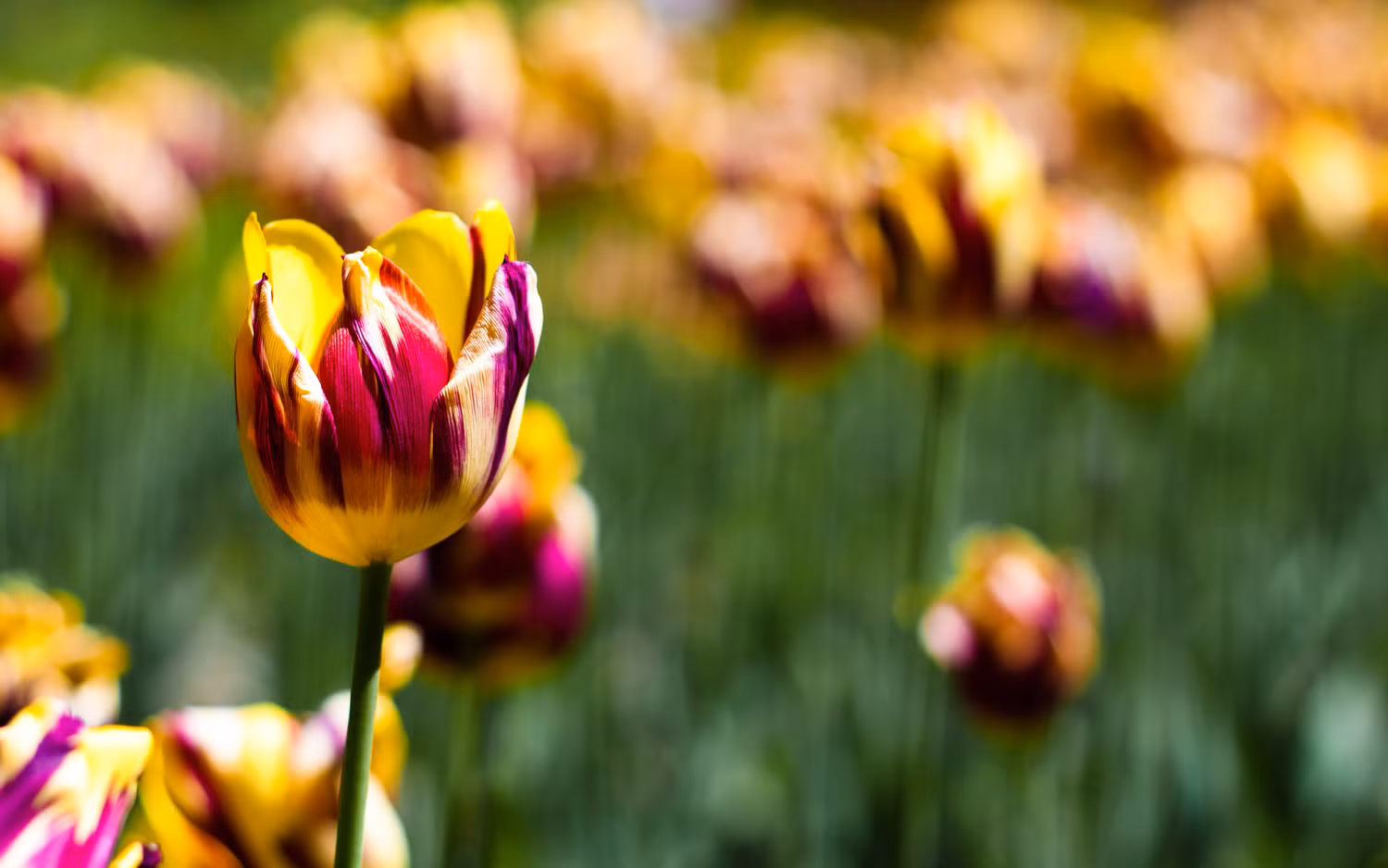 Hoa tulip chụp cần cảnh bằng Canon EOS 50D, Canon EF 50mm f/1.8 II. Hoa tulip chụp cần cảnh bằng Canon EOS 50D, Canon EF 50mm f/1.8 II.