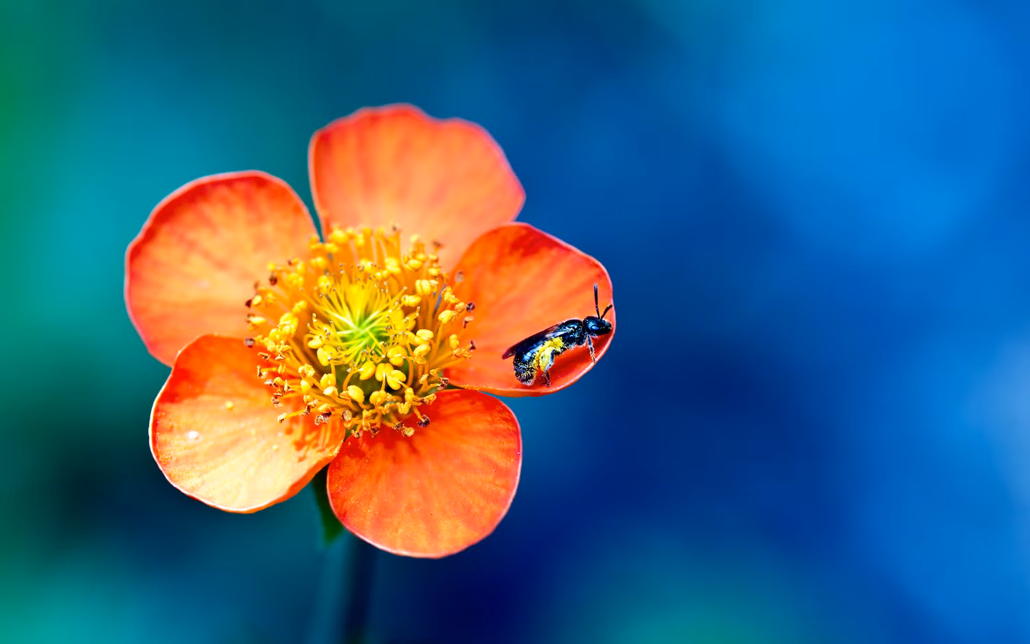 Ảnh macro hoa, chụp bởi Canon EOS 5D Mark II.