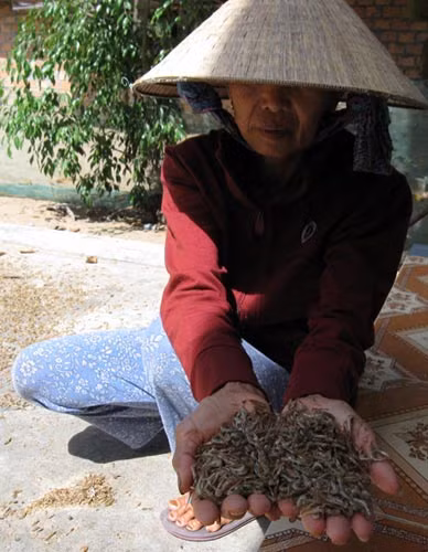 Người cào tép kiếm tiền triệu mỗi đêm ảnh 1 Người cào tép kiếm tiền triệu mỗi đêm, Tin tức trong ngày, cao tep, kiem tien, bat tep bang xung dien, bat tom ca, xung dien, danh bat ca, danh bat thuy san, tom tep, lam giau, thuong lai, bao, tin hay, tin hot, tin tuc