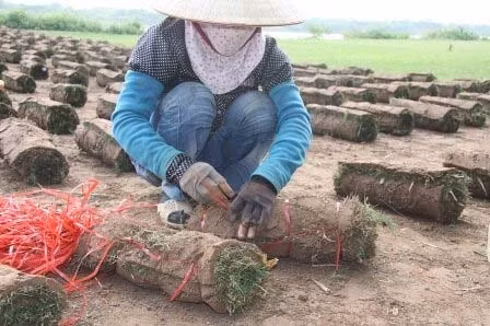 Nghề đặc biệt bên sông Hồng, Tin tức trong ngày, nghe trong co, trong co nhung, bai boi song hong, nong dan, nghe dac biet, bao, tin tuc, tin hot, tin hay