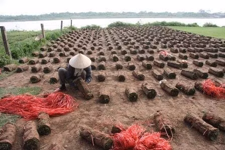 Nghề đặc biệt bên sông Hồng, Tin tức trong ngày, nghe trong co, trong co nhung, bai boi song hong, nong dan, nghe dac biet, bao, tin tuc, tin hot, tin hay