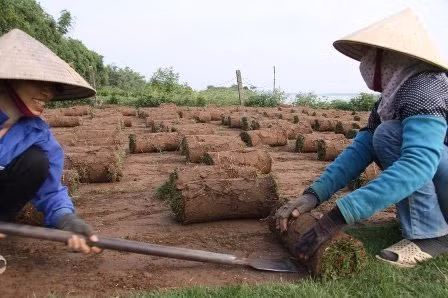Nghề đặc biệt bên sông Hồng, Tin tức trong ngày, nghe trong co, trong co nhung, bai boi song hong, nong dan, nghe dac biet, bao, tin tuc, tin hot, tin hay