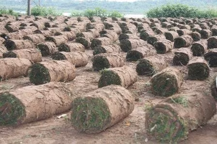 Nghề đặc biệt bên sông Hồng, Tin tức trong ngày, nghe trong co, trong co nhung, bai boi song hong, nong dan, nghe dac biet, bao, tin tuc, tin hot, tin hay
