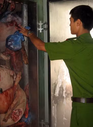 “Hô biến” lợn tai xanh chết thành ruốc, Tin tức trong ngày, lon chet, lon chet dich, dich tai xanh, ruoc, lon tai xanh, bao, tin tuc, tin hot, tin hay