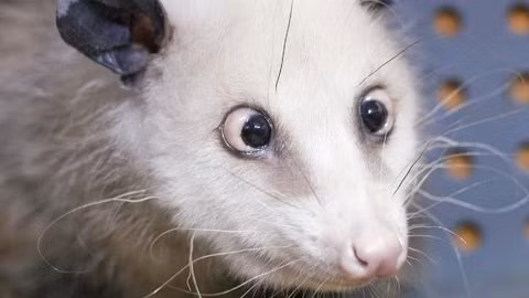 Đầu năm nay, mạng Internet đã phát sốt vì một cô chuột possum mắt lác tại Đức. Heidi đã nhanh chóng trở thành một hiện tượng Internet và có tới 340.000 người “Likes” cô chuột này trên trang Facebook của Heidi. Heidi khoảng 2,5 tuổi, bị bỏ rơi bên ngoài một trạm bảo vệ động vật ở Bắc Carolina. Sau đó Heidi được chuyển tới vườn thú Leipzig ở Đông Đức. Sở thú tin rằng tật mắt lác của Heidi là do chế độ ăn của nó trước khi bị bỏ rơi, hoặc vì Heidi bị thừa cân khiến cho chất béo tích tụ lại đằng sau mắt. Tuy nhiên Heidi tỏ ra hoàn toàn bình thường và không hề đau đơn gì.