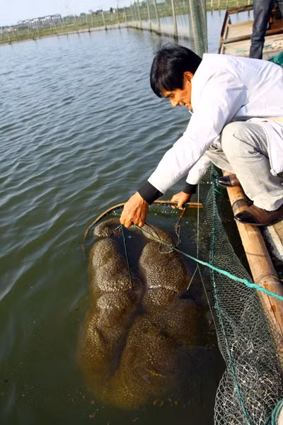 Xuất hiện trong đầm cá