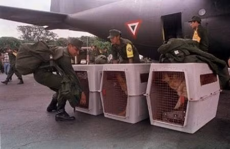 Nicaragua: Các binh sĩ Mexico đang vận chuyển các chú chó tìm kiếm cứu hộ tại sân bay quốc tế Managua ngày 04/11/1998. Nicaragua: Các binh sĩ Mexico đang vận chuyển các chú chó tìm kiếm cứu hộ tại sân bay quốc tế Managua ngày 04/11/1998.