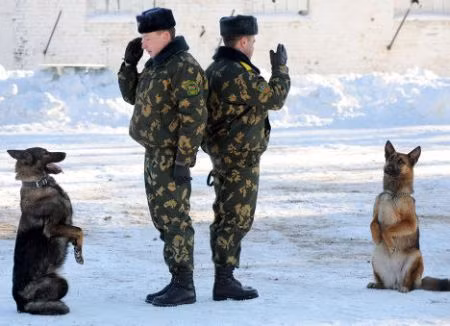 Belarus: Những chú chó biên phòng Belarus tại Trung tâm Đào tạo chó nghiệp vụ ở thị trấn Smorgon, cách thủ đô Minsk 130 km về phía tây bắc. Belarus: Những chú chó biên phòng Belarus tại Trung tâm Đào tạo chó nghiệp vụ ở thị trấn Smorgon, cách thủ đô Minsk 130 km về phía tây bắc.