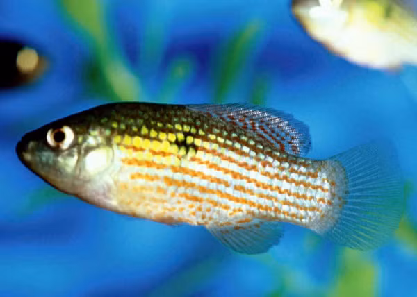1. Cá pupfish Dù là vùng đất tưởng chừng không có sự sống nhưng thung lũng Chết lạ là nơi trú ẩn của hàng nghìn loài cá pupfish. Pupfish là loài cá vây tia thuộc họ cá sóc đặc hữu ở châu Mỹ, có khả năng tiến hóa cao, thường sống trong các vũng nước. Tuy nước ở đây nóng và có độ mặn gấp đôi nước biển nhưng loài cá này vẫn sống được vì đường ruột của chúng có thể đào thải muối vô cùng hiệu quả. 1. Cá pupfish Dù là vùng đất tưởng chừng không có sự sống nhưng thung lũng Chết lạ là nơi trú ẩn của hàng nghìn loài cá pupfish. Pupfish là loài cá vây tia thuộc họ cá sóc đặc hữu ở châu Mỹ, có khả năng tiến hóa cao, thường sống trong các vũng nước. Tuy nước ở đây nóng và có độ mặn gấp đôi nước biển nhưng loài cá này vẫn sống được vì đường ruột của chúng có thể đào thải muối vô cùng hiệu quả.