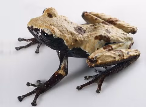 Loài ếch sần trá hình có tên khoa học là Theloderma palliatum, được đặt tên theo khả năng biến đổi màu sắc theo môi trường sống. Loài này thân thon dài, chiều dài của đầu bằng khoảng 90% bề ngang đầu, chi trước mảnh và dài, các đầu ngón đều có giác bám hình tròn phát triển tốt, so với bề ngang ngón chân thì giác bám khá rộng, da lưng nhăn ít, với các nốt sần nhuyễn và rải rác, dạng hạt, thô ráp.