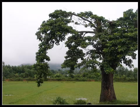 Cây dông đầu xóm.