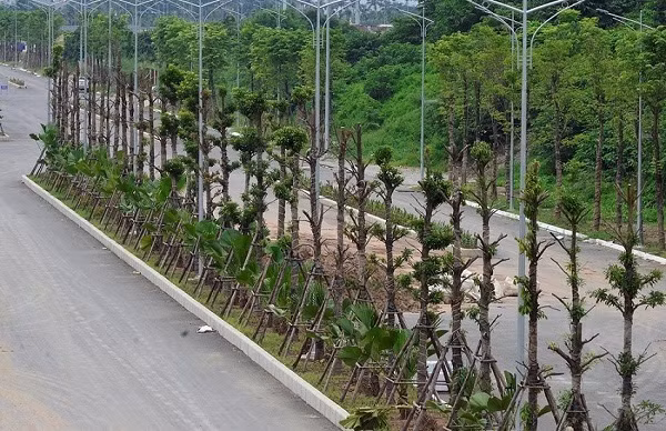Cây xanh dọc tuyến đường đã được bao phủ toàn bộ. Cây xanh dọc tuyến đường đã được bao phủ toàn bộ.
