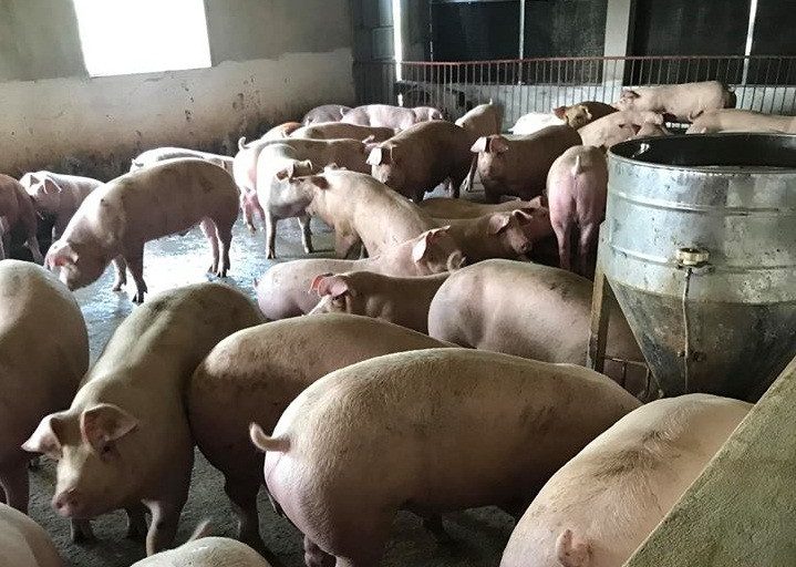Cần khẩn trương, quyết liệt phòng chống dịch tả lợn châu Phi (Ảnh: VGP/Đỗ Hương).