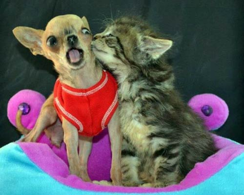 "Những cái hôn vụng trộm bao giờ cũng ngọt ngào nhất và bao giờ cũng tiềm ẩn những… cái tát nảy đom đóm mắt nhất!" "Những cái hôn vụng trộm bao giờ cũng ngọt ngào nhất và bao giờ cũng tiềm ẩn những… cái tát nảy đom đóm mắt nhất!"