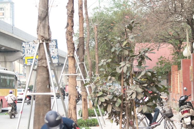 Cả hàng cây này đang trong tình trạng khô héo, liệu chúng có thể sống sót?